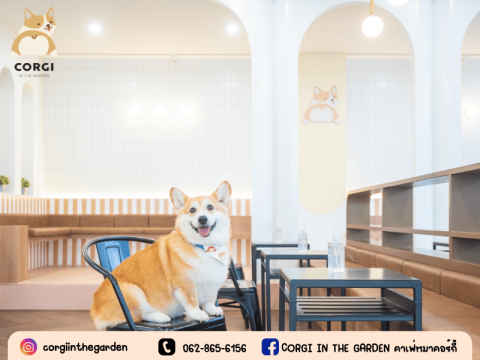 ร้านคาเฟ่คอร์กี้ ราคาหลักร้อย